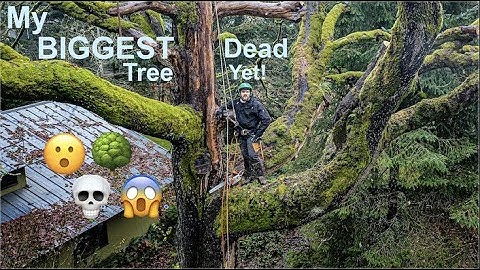 Gigantic Dead Maple Removal! Biggest dead tree I