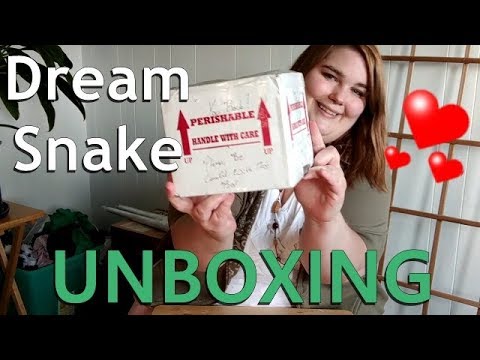 Dream Snake Unboxing! Boa Constrictor Morph