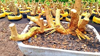 Download Lagu REVIEW Bonggol Jumbo Harga Ekonomis Wa085330175237 (BP Lumanjang) MP3