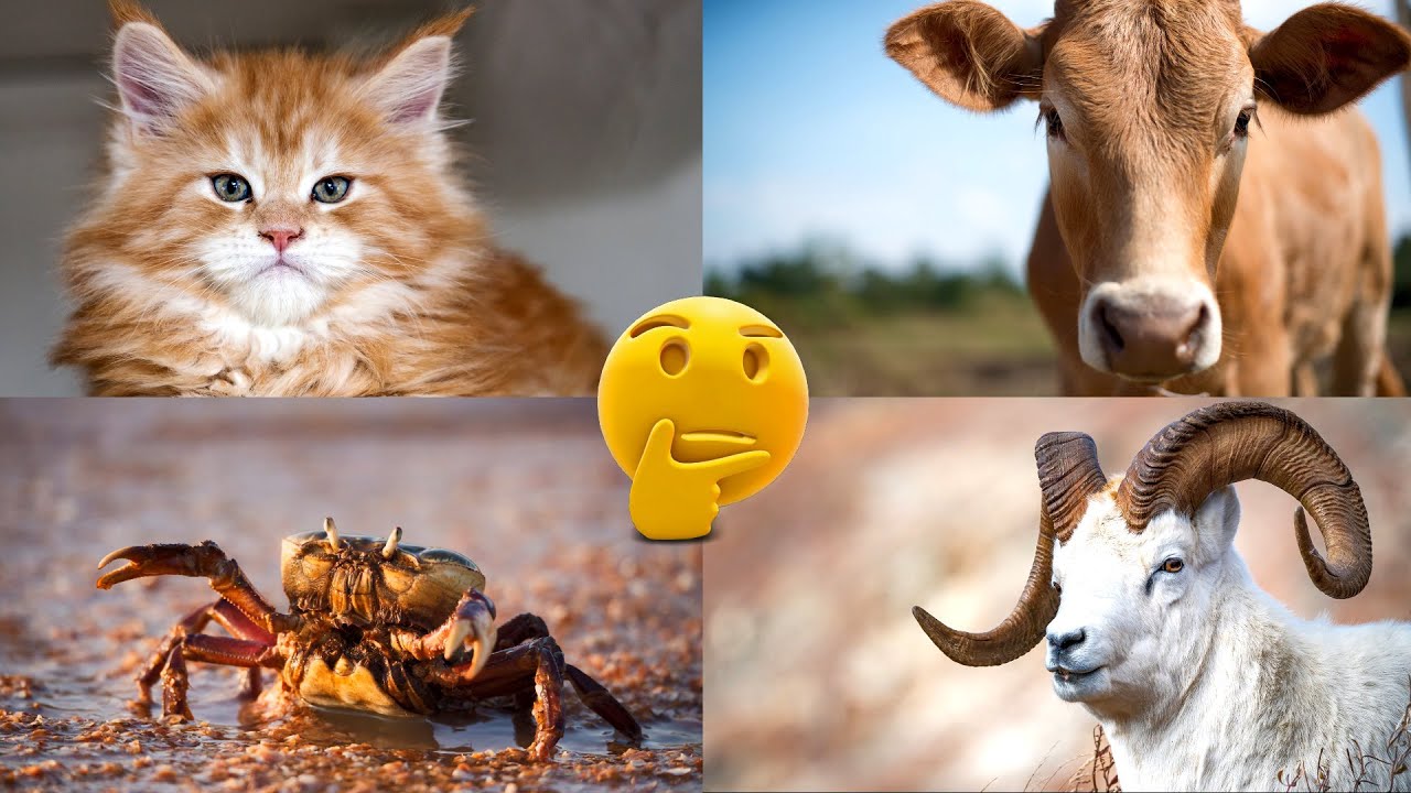 картинки угадывать животных. видео угадай животное. угадай кто животные. видео угадай животное. угадай животное челлендж игра.