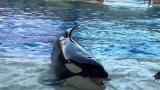 First watch this video before going to Seaworld🇺🇸 Orlando| full show| #seaworld #viral #youtube