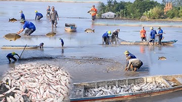 Đã Mắt Xem Cảnh Thu Hoạch Cá Trên Ruộng Nhưng Xót Xa Cho Công Sức Người Dân Quê Với Số Tiền Thu Được