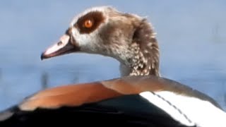 Egyptian geese at Brading Marsh