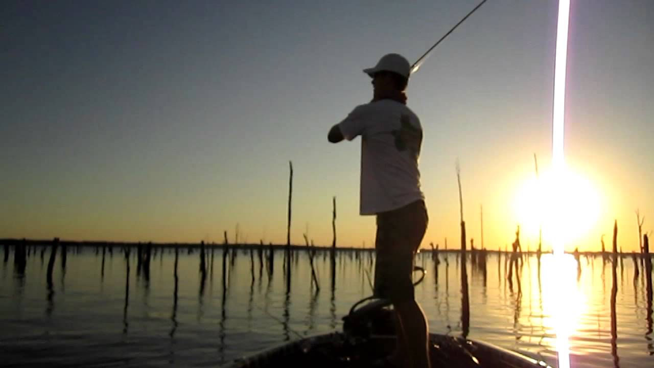 Largemouth Bass Feeding Action YouTube