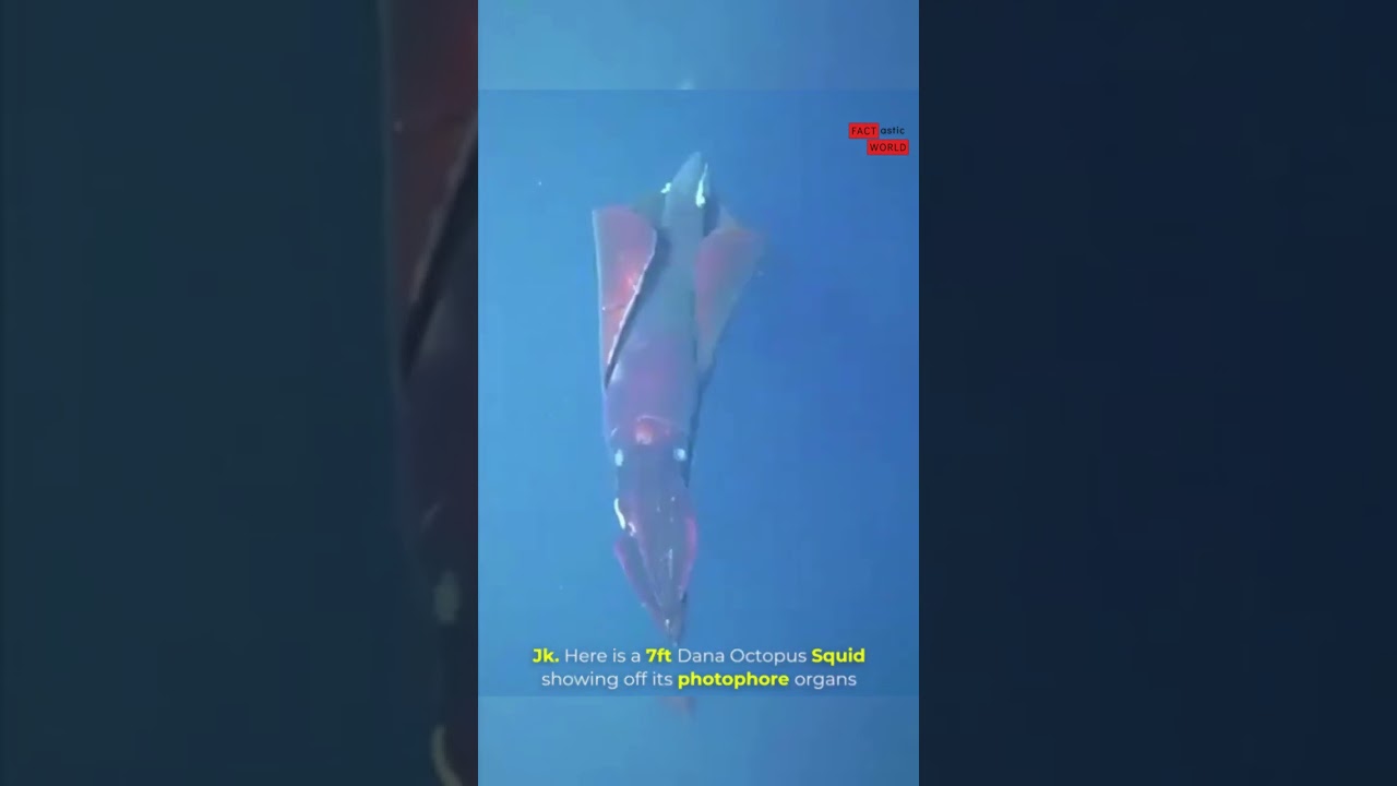 Mesmerizing 7-Foot Squid Lights Up the Waters | Incredible Underwater Footage 🦑✨
