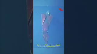 Mesmerizing 7-Foot Squid Lights Up the Waters | Incredible Underwater Footage 🦑✨