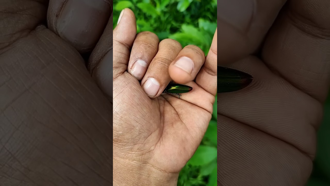 It is the Smaller shiny jewel beetle part2#beautifulinsects #nature #anyuniqueanimals#insects#686