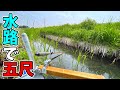 産卵する魚の通り道を1.5mの竿で狙い撃ちした【埼玉県白岡市 柴山沼の水路】