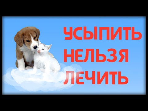 Эвтаназия животных. Усыпить_нельзя_лечить