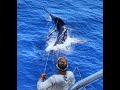 Australias first grander blue marlin 1089lb exmouth western australia