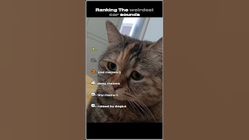 Ranking The Weirdest Cat Meows #shorts #ranking #funny