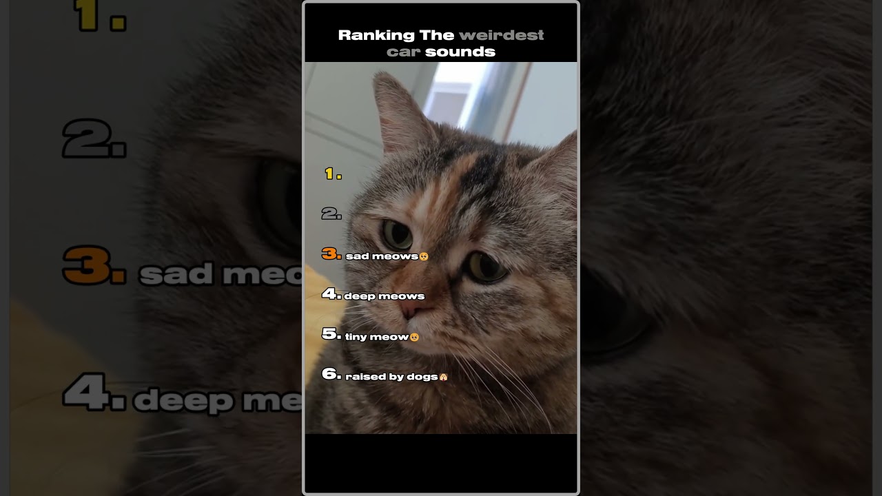 Ranking The Weirdest Cat Meows #shorts #ranking #funny