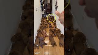 😲 Owner Wasn't Ready for What This Dog Did!❤️😊 #shorts#viral