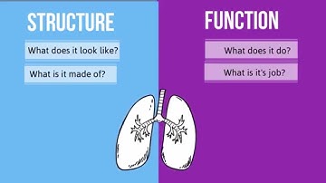 Structure vs Function in Biology-How are they different