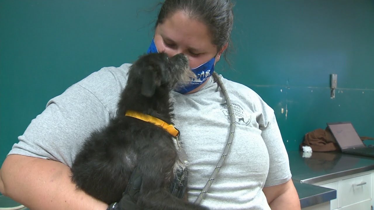 Missouri Rescue Humane Society of Missouri rescues 97 dogs from breeder near Lake of ...