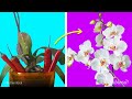 5 tips brillantes para el cuidado de orquídeas para principiantes | Cómo cuidar de una orquídea