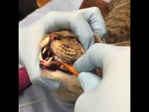 Fixing a Locked Jaw on Cat