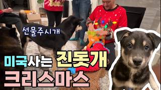 네눈박이 진돗개 미국에서 크리스마스 보내기 / 진돗개 입양 / 유기견 유기묘 입양