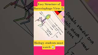 Easy Structure of Bacteriophage Virus 🦠 | Biology Orbit #shorts #biology #art #easydrawing #viraus