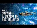 How to Survive a Swarm of Box Jellyfish