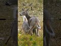 Emotional Hunting Moment… Didn’t Expect This #hunting #deerhunting #hunterlife #emotionalmoment