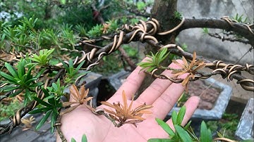 Cây Tùng bị thối đầu cành | Cây Tùng bị bệnh | Tùng la hán