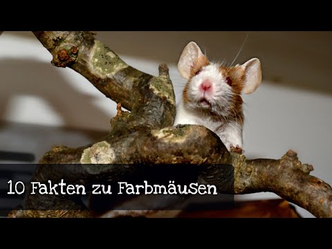 Video: Wie man Parrot Eggs inkubieren kann