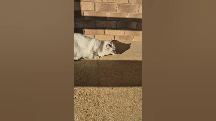 Video 10598811: kitten cute love