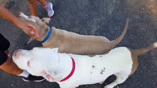 Basketball With 2 Pitbulls!!! by 2 Pitbulls 3,267 views 6 years ago 1 minute, 36 seconds