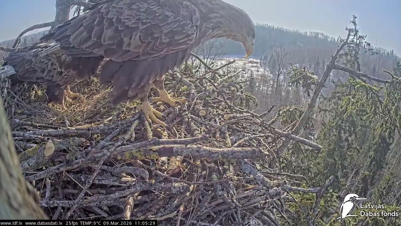 J E20260309 110425MaleBringsStickFemaleOutMaleOutBothCallMatingFemaleCompalinsBothCall