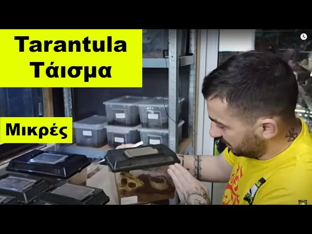 Ταραντούλα Τάισμα μικρές *πολλές επιτυχίες ή και όχι* | Feeders Strs 78