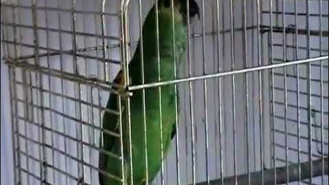 ببغاء يقرأ سورة الإخلاص كاملة( سبحان الله)