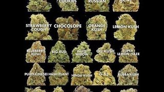 MarIjuana growing for 2017 Oregon Season 12 weeks lemon dream from seed