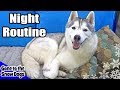 My Dog's Night Routine | Huskies Night Routine 2018