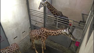 EarthCam Live: Giraffe Cam Barn - Greenville, SC screenshot 5