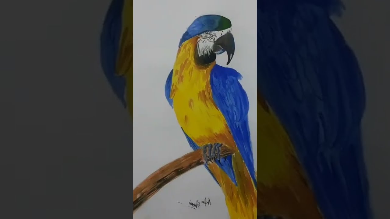 Macaw parrot drawing/Watercolour drawing #short  #shorts