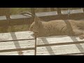眼前ツチノコチャッピー🐿️26/04/28