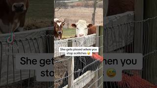 #1 volunteer duty at Barn Sanctuary is Scritches for the animals #rescuecow