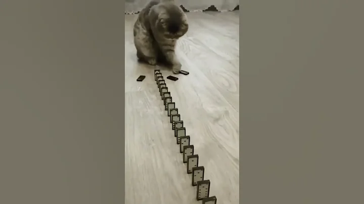 Watch the video about Funny cat videos cute cat videos #shorts