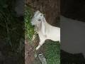 White Small baby got eating grass|| vere interesting video #short #viral #trending