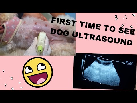 Video: Mga Ultrasound Para Sa Pets