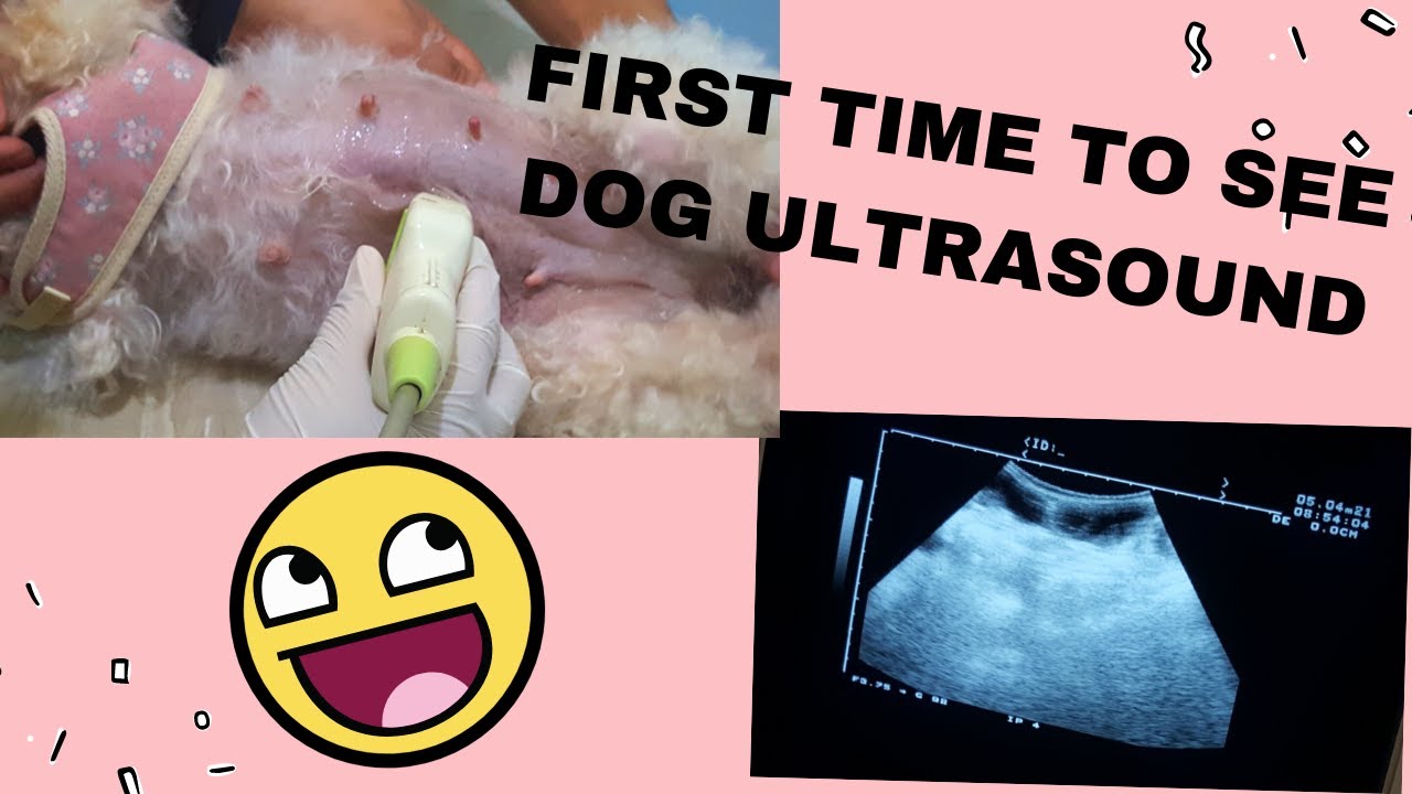 How Much Does An Ultrasound Cost For Dogs In The Philippines? || Magkano Ang Ultrasound Sa Aso?