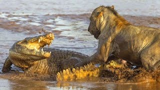 Aslan İle Ti̇msahin Müthi̇ş Kapişmasi...