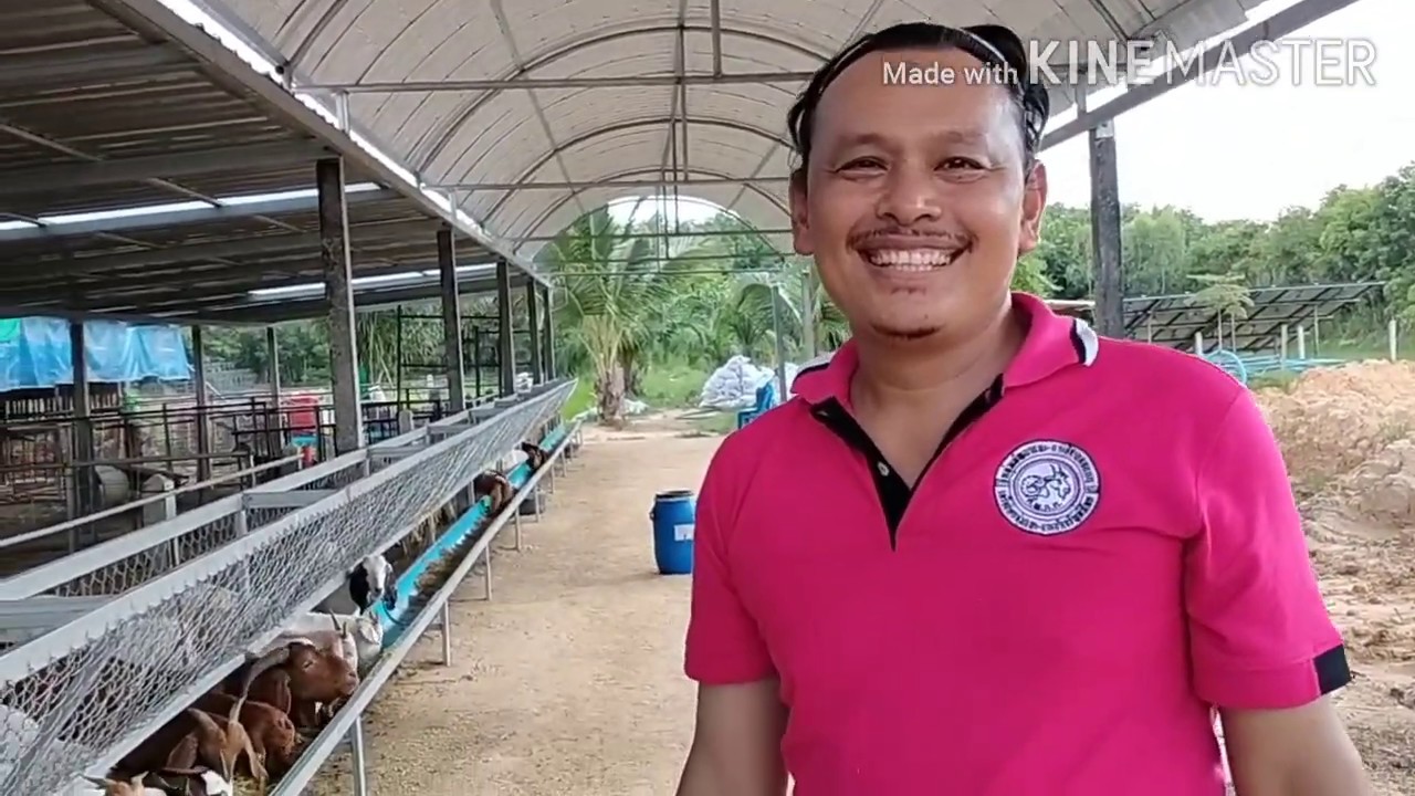 วิธีผสมอาหารสำเร็จรูป(MTR)ให้แพะ แกะ วัว | ข้อมูลทั้งหมดเกี่ยวกับอาหาร ข้น แพะที่สมบูรณ์ที่สุด