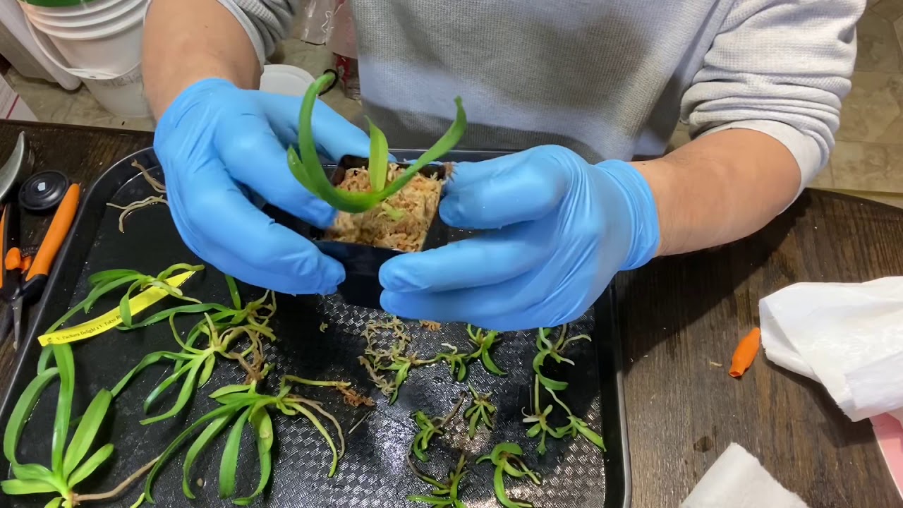 Извлеките рассаду орхидей из колбы, пересадите её в горшок и используйте компот.