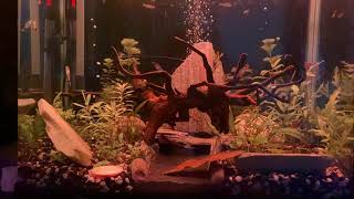 Community Tank Refurb by Distantgem 21 views 2 years ago 1 minute, 45 seconds