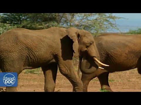 Vídeo: Parque Nacional Lake Manyara: O Guia Completo