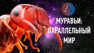 ЛЕКЦИЯ / Светлана Викторовна Блинова о муравьях (Formicidae). /