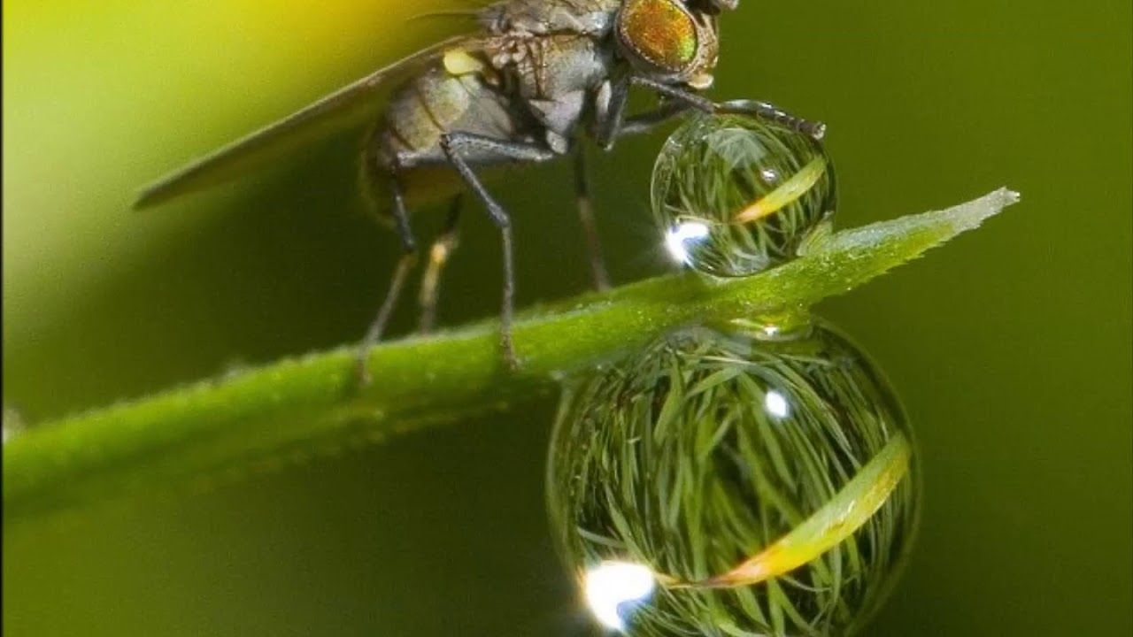 Кровососущие насекомые комары. Муха фото. Австралийская муха. Самец комара пискуна. Малярийный комар пьет кровь.