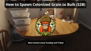 How to Spawn Colonized Grain to Bulk (S2B)